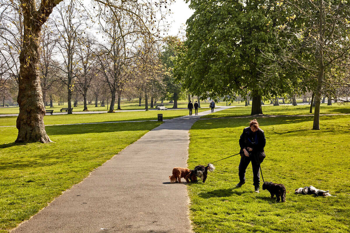 Dog shop walking park